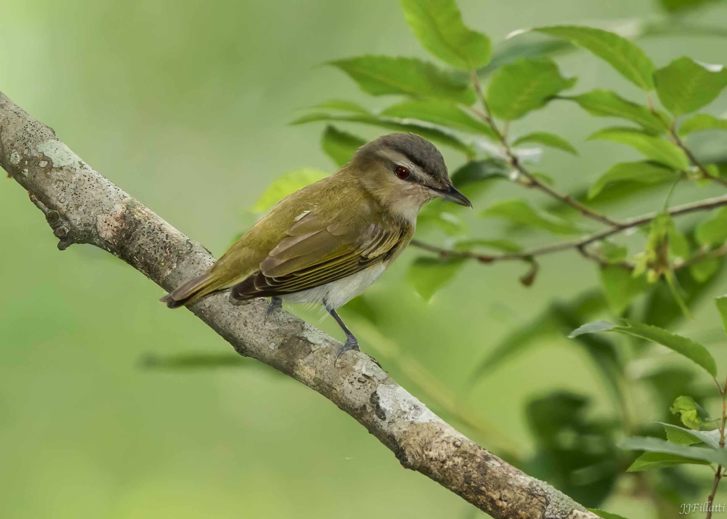 bird of texas image 22